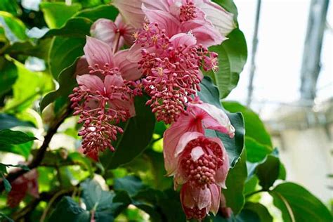 Tropical Flowering Plants Indoor - 40 Best Tropical Flowers You Should ...