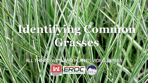 Identifying Common Grasses - YouTube