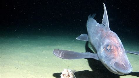 Chimaera swimming over the sed [IMAGE] | EurekAlert! Science News Releases