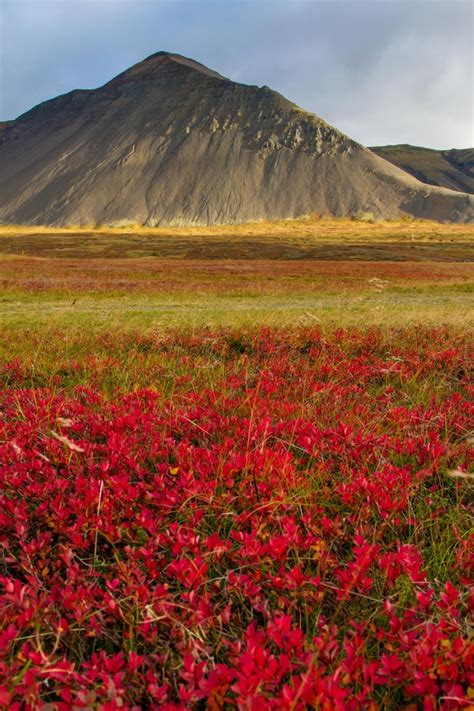 Fall colors near Borgarnes Iceland - Photorator