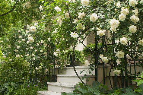 What are the Best Climbing Old-Fashioned Roses? – P. Allen Smith