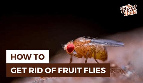 How to Get Rid of Fruit Flies in the House: 9 Effective Ways