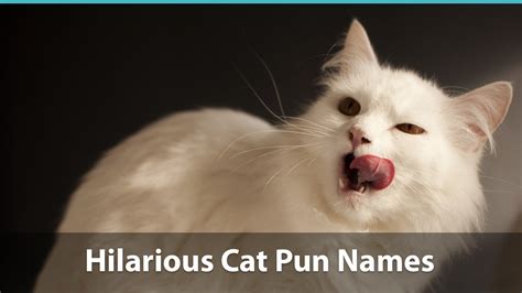 Top 100+ Funny Cat Names (Historical, Puns, & Pop Culture Inspired!)