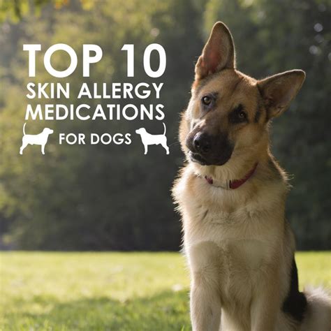 Top 10 Skin Allergy Medications for Dogs | Allivet Pet Care Blog