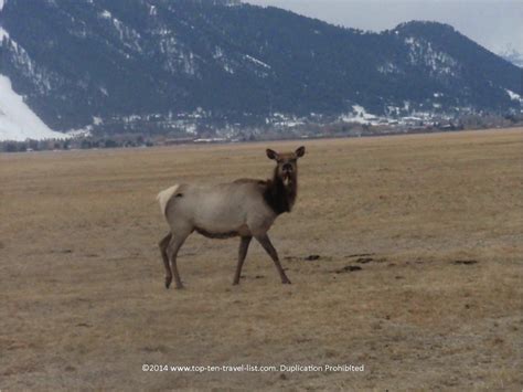 Attraction of the Week: The National Elk Refuge in Jackson Hole, Wyoming - Top Ten Travel Blog