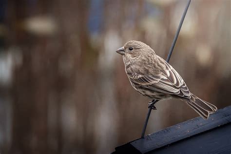 Important Wildlife Photography Tips | by Elodie Meyer - Hello Storyteller