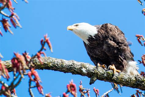 The Wild Eagles of Kitsilano - Kitsilano.ca