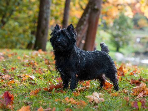 Cairn Terrier Colors: Rarest to Most Common - A-Z Animals