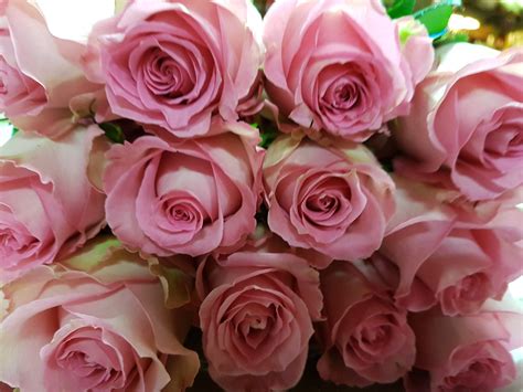 Light Pink Roses - Toronto Bulk Flowers Wholesale