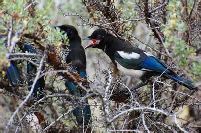 2011 Nesting Season Photos - Biodiversity Centre for Wildlife Studies