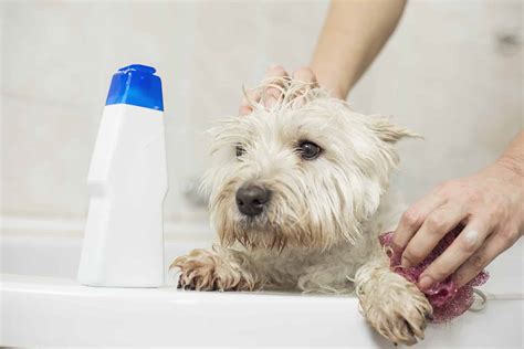 How to Groom a Westie: 6 Important Steps to Follow - A-Z Animals