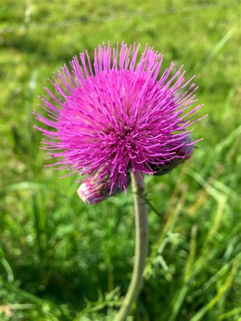 Flowering Thistle Free Stock Photo - Public Domain Pictures