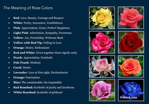 Meaning of rode colors | Rose color meanings, Rose meaning, Blue rose ...