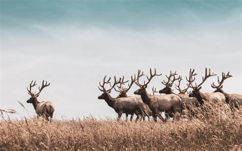 2880x1800 Herd Of Deer Macbook Pro Retina ,HD 4k Wallpapers,Images ...