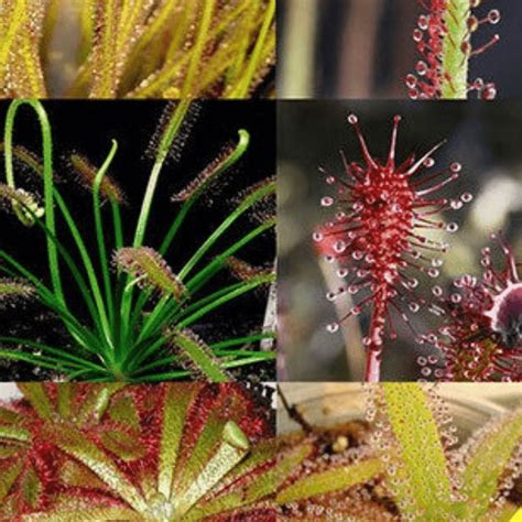 15 Mixed Drosera Carnivorous Plant Seeds – Seed World