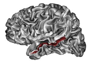 Superior temporal sulcus - Location, Functions and Pictures