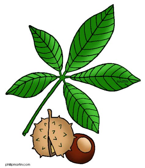 Free Buckeye Leaf Cliparts, Download Free Buckeye Leaf Cliparts png ...