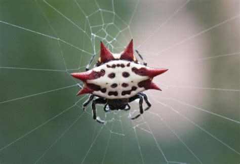 Spiny Orb-Weaver | Identification, Habitat, and Control - peSTopped