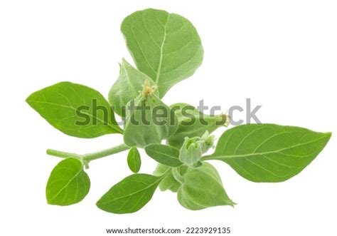 Ashwagandha Fruits Leaves Isolated Ayurvedic Medicinal Stock Photo 2223929135 | Shutterstock