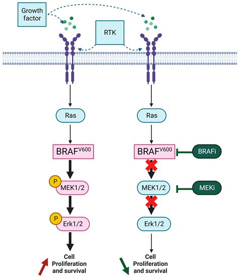 Cancers | Free Full-Text | BRAF V600-Mutated Metastatic Melanoma and ...