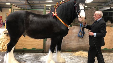 The National Shire Horse Show 2019 Stafford - YouTube