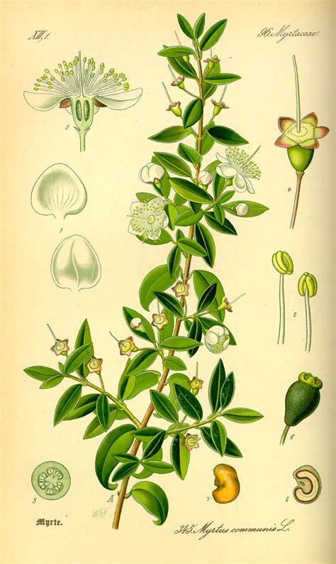 File:Illustration Myrtus communis0.jpg - Wikipedia
