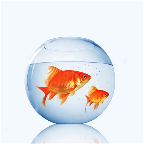 Can you keep Goldfish in a bowl - Tropical Fish Site