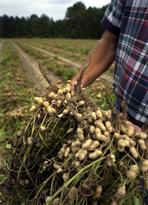 Georgia Peanut Commission funding drives UGA Extension, research ...