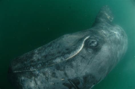 Gray Whales - Laguna San Ignacio Ecosystem Science Program