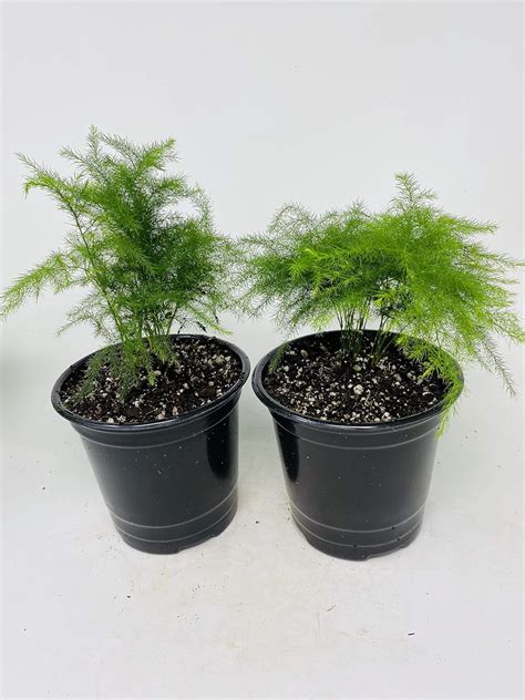 Asparagus Fern Indoor Plant Care – A Complete Guide - Gardening Dream