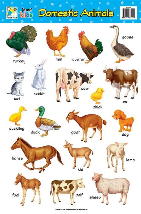 Image for Domestic Animals Chart | activities | Animals, English, English vocabulary