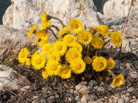 Coltsfoot Weed Control - How To Get Rid Of Coltsfoot Plants