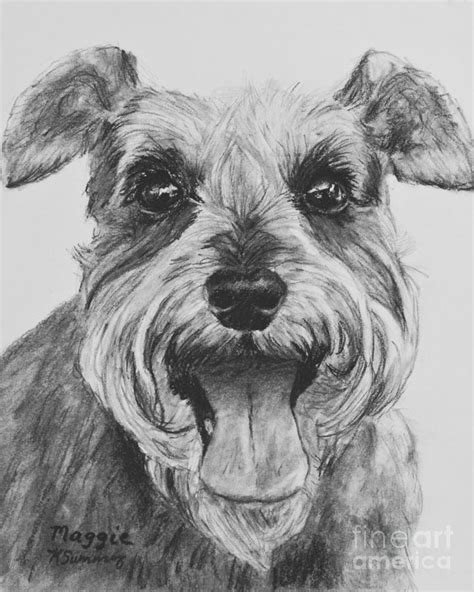 Schnauzer Dog Print Drawing by Kate Sumners