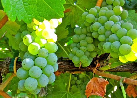 VARIETAL FOCUS: SAUVIGNON BLANC – Protected Harvest