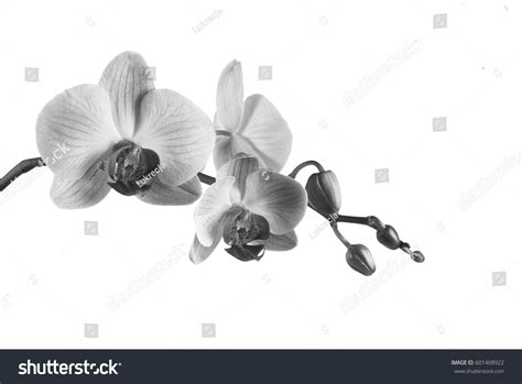 84,589 Orchids Black White Images, Stock Photos & Vectors | Shutterstock