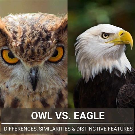 Owl Vs. Eagle - A Full Guide To Differences And Similarities