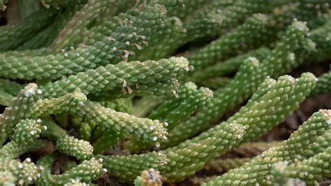 Euphorbias | San Diego Zoo Animals & Plants