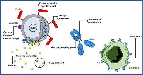 Frontiers | From CD16a Biology to Antibody-Dependent Cell-Mediated Cytotoxicity Improvement