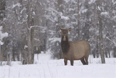 Wyoming Game and Fish Department - 2023 Wyoming Wildlife calendar now ...