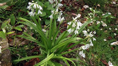 Allium triquetrum: Sistematica, Etimologia, Habitat, Coltivazione ...