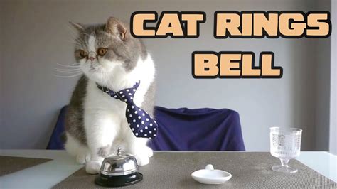 Cat Rings Bell For Treats - YouTube