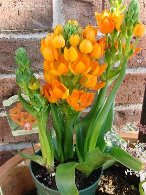 Orange Star 5 Bulbs Ornithogalum Dubium | Etsy