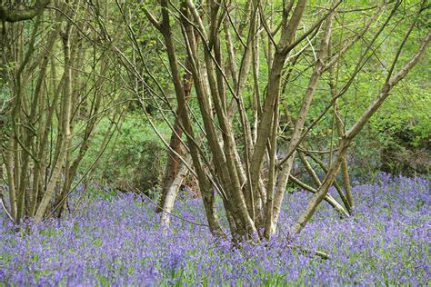 Ancient or new woodland - People's Trust for Endangered Species