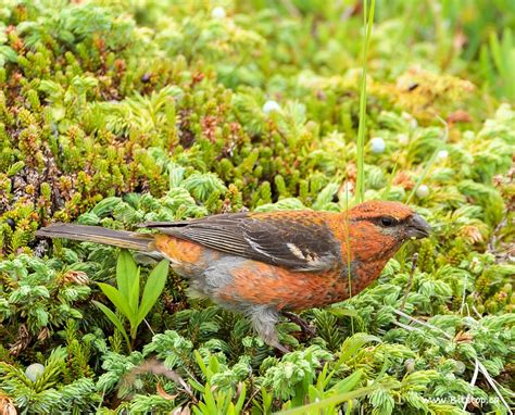 Bitstop: Pine Grosbeak