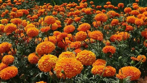 Ultimate Guide to Marigold Flower Meaning and Symbolism - Petal Republic