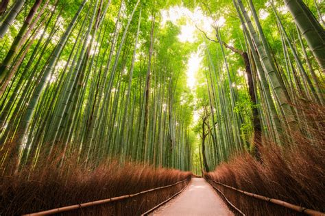 Bamboo Forest of Kyoto – Les Taylor Photography