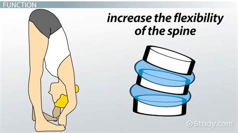 Intervertebral Disc: Definition, Function & Disease - Lesson | Study.com