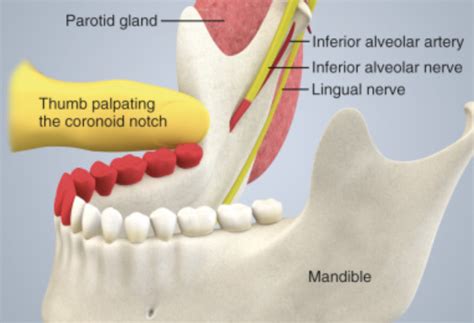 Inferior Alveolar Nerve Block Anatomical Landmarks - vrogue.co