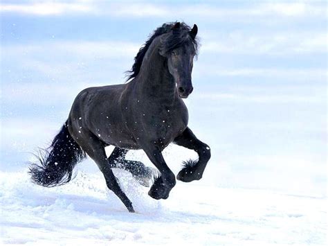 Black Friesian Horse Wallpapers - Top Free Black Friesian Horse Backgrounds - WallpaperAccess