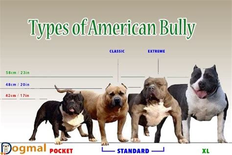 types of american bully dog | American bully, Bully dog, American bully ...